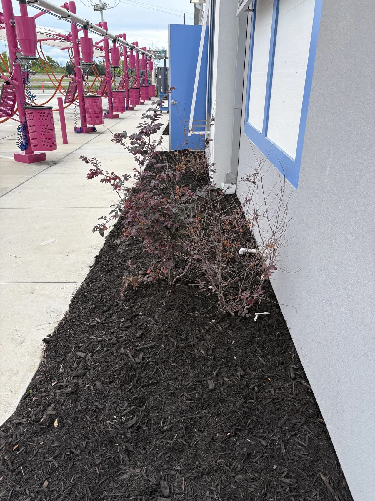 Blue Collar Q Landscaping Project — Cape Coral FL