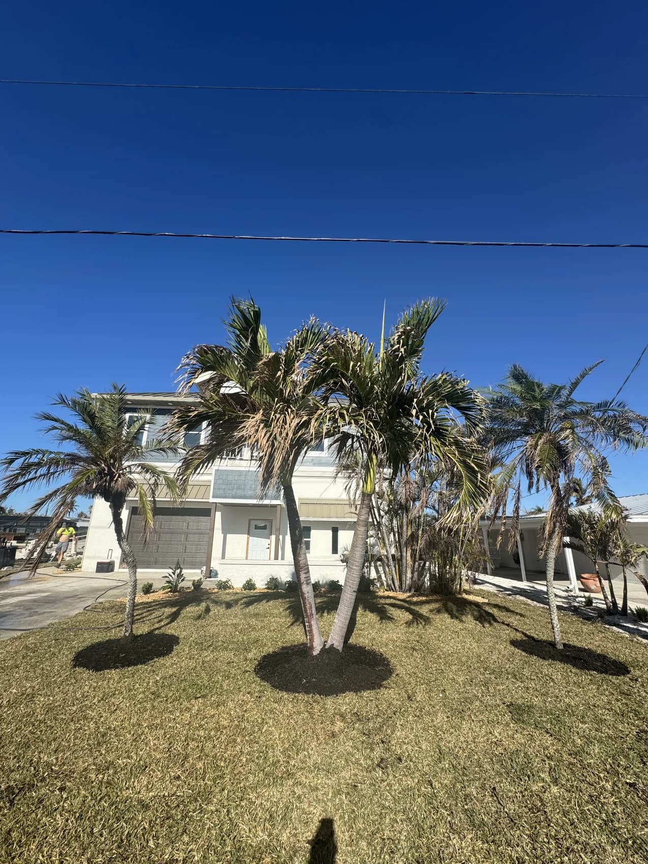 Three newly planted palms with fresh mulch rings in the front yard of a Cape Coral home