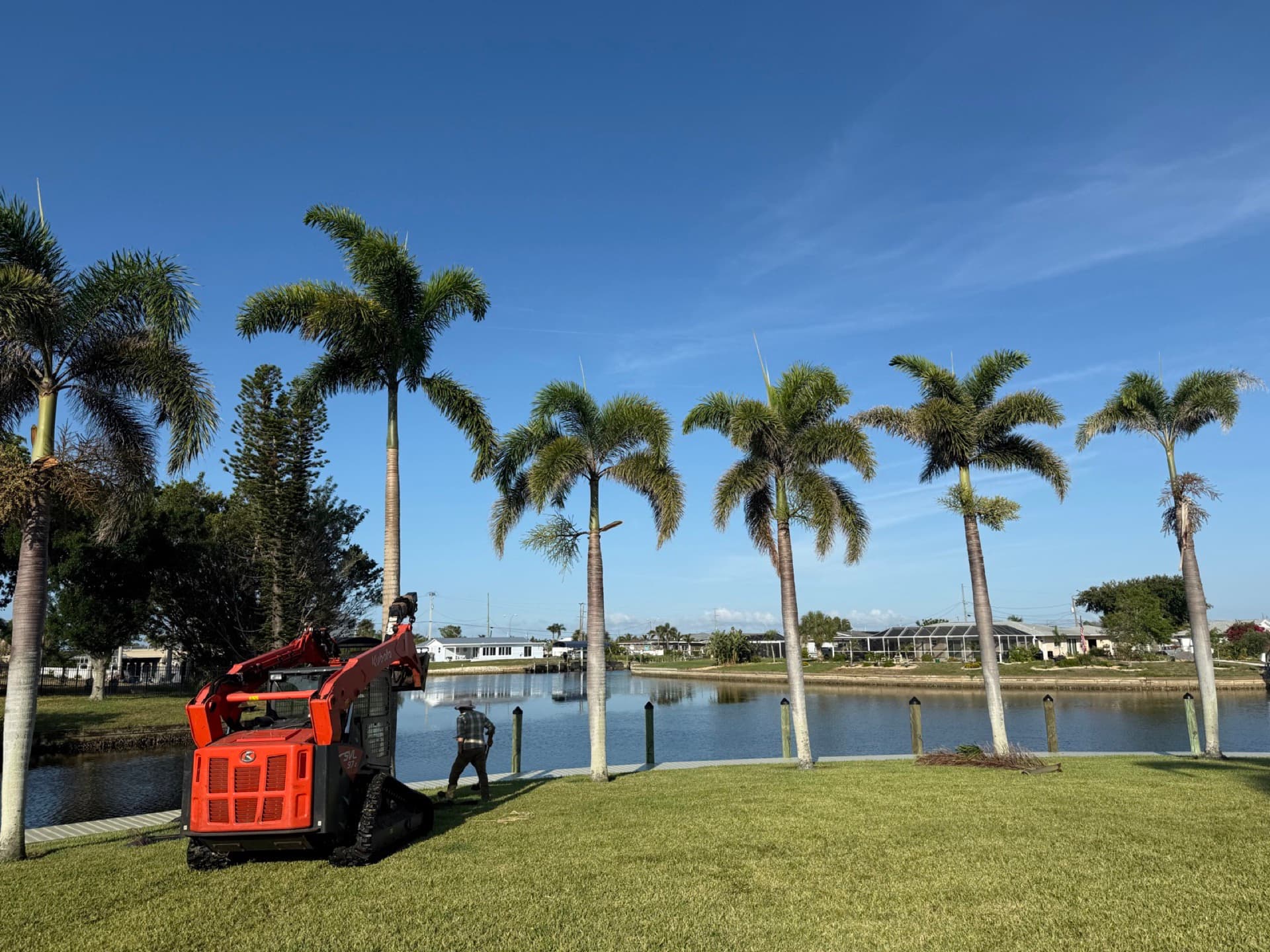 royal palm trimming crew canal front cape coral, Trees & Shrubs by Blue Collar Q, Cape Coral FL