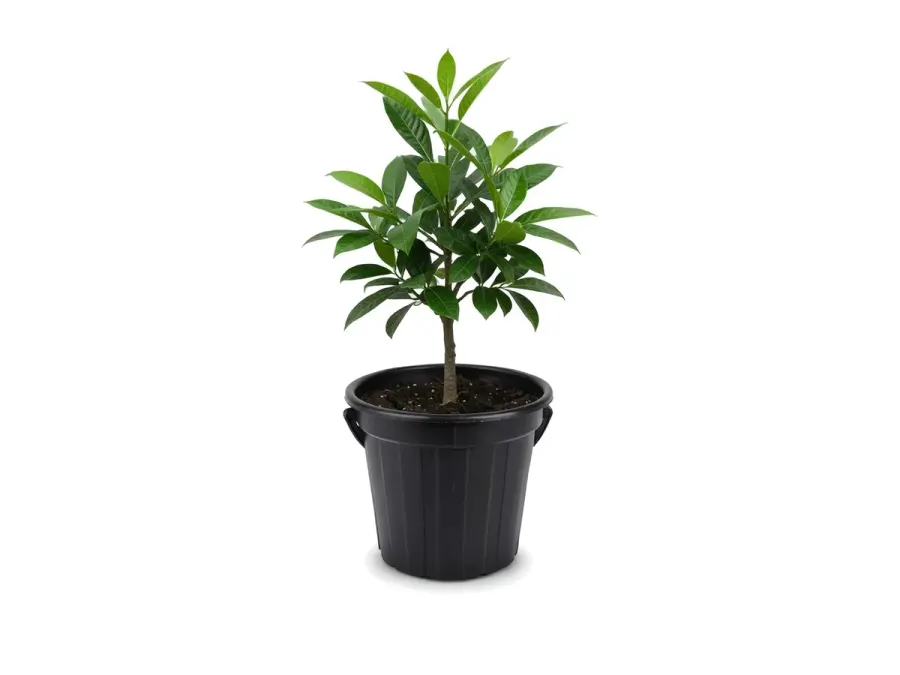 Abiu Fruit Tree