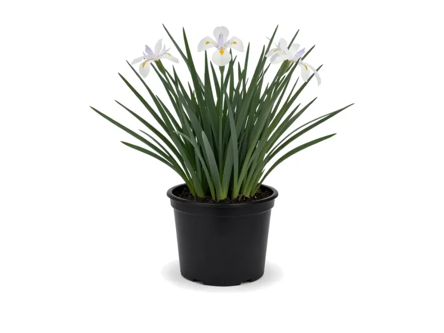 African Iris