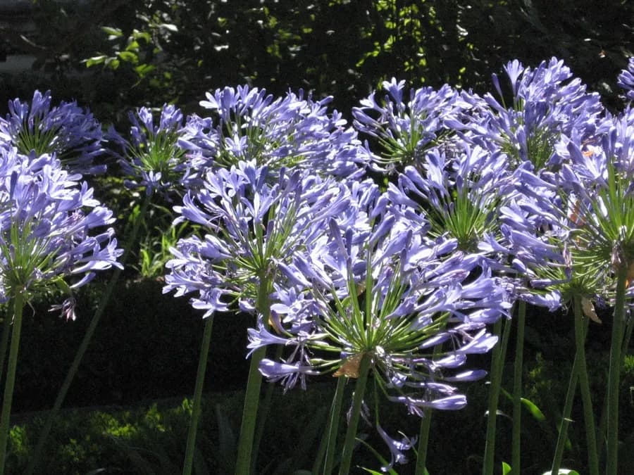 Agapanthus Blue