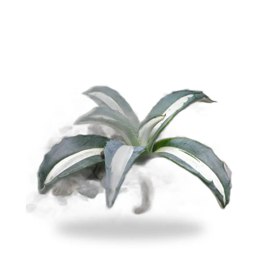 Agave
