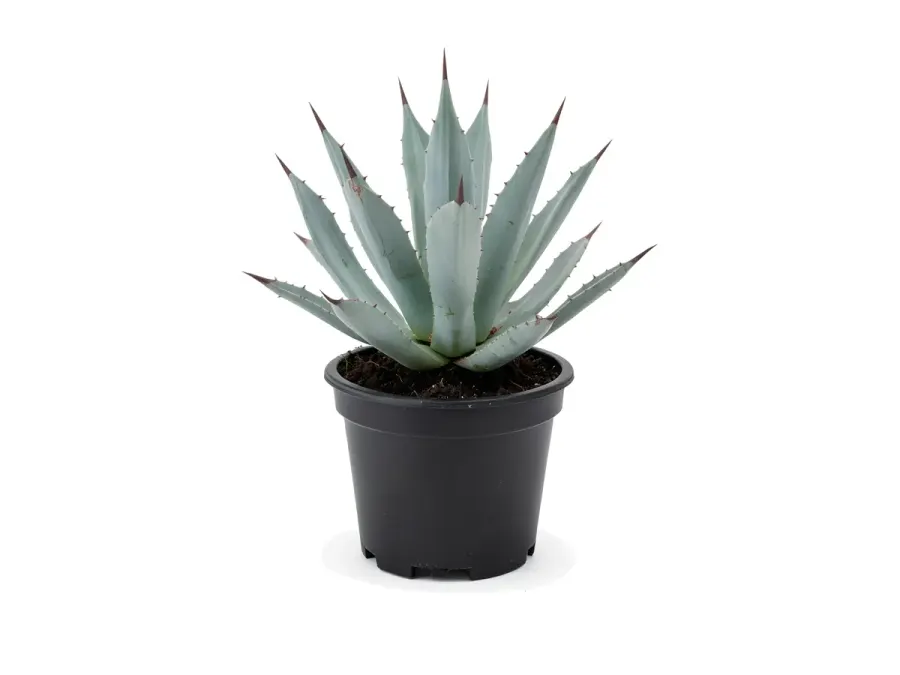 Agave
