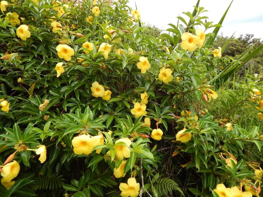 Allamanda