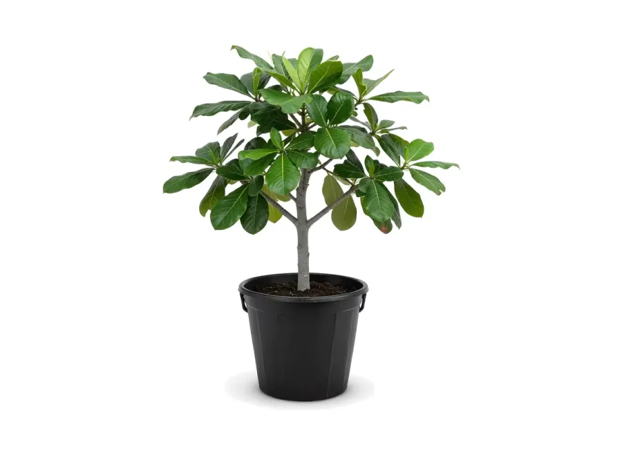 Almendro (Tropical Almond)
