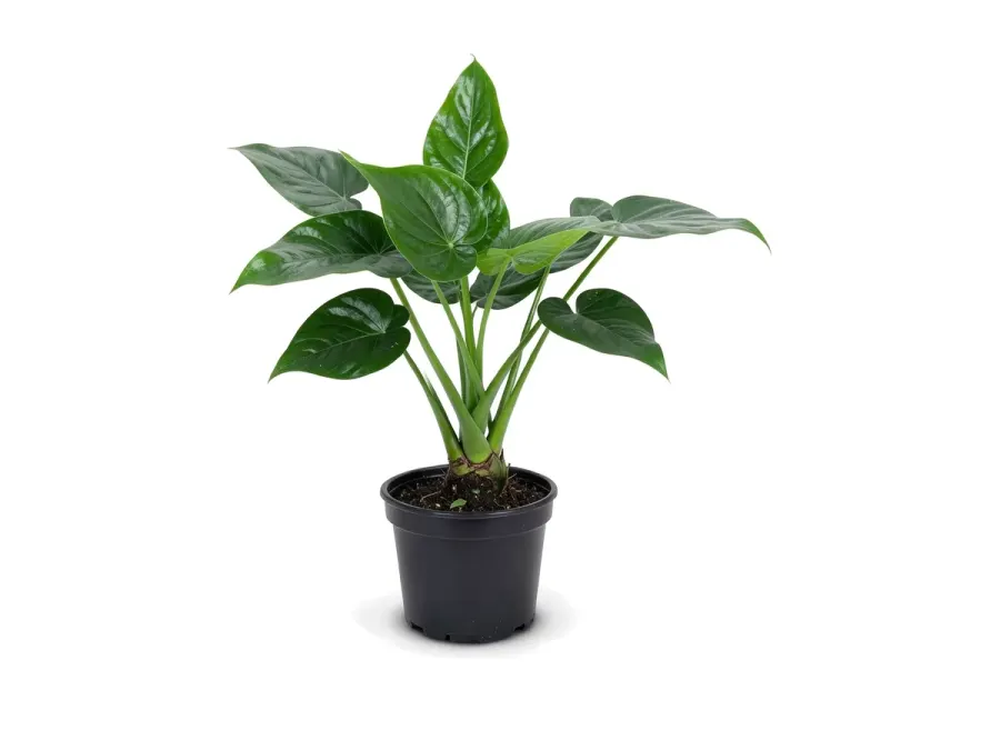 Alocasia (Elephant Ear)