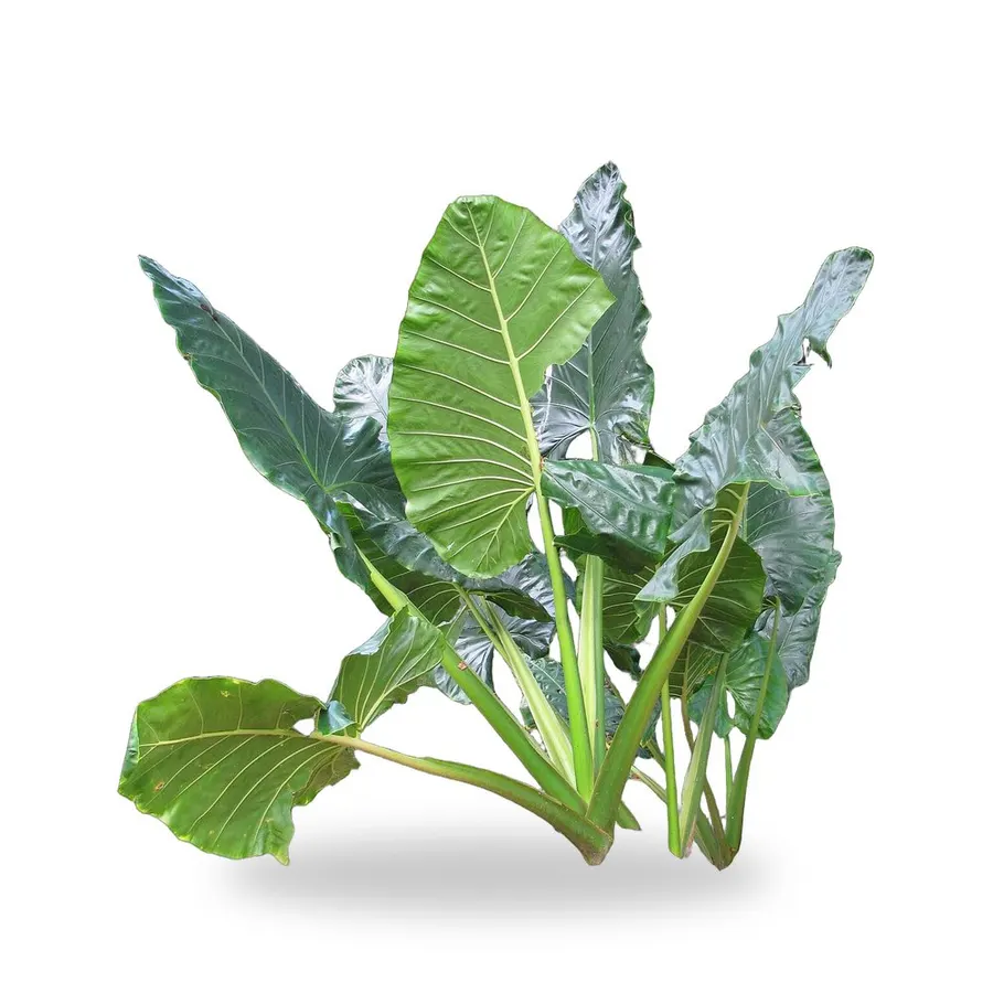 Alocasia (Elephant Ear)