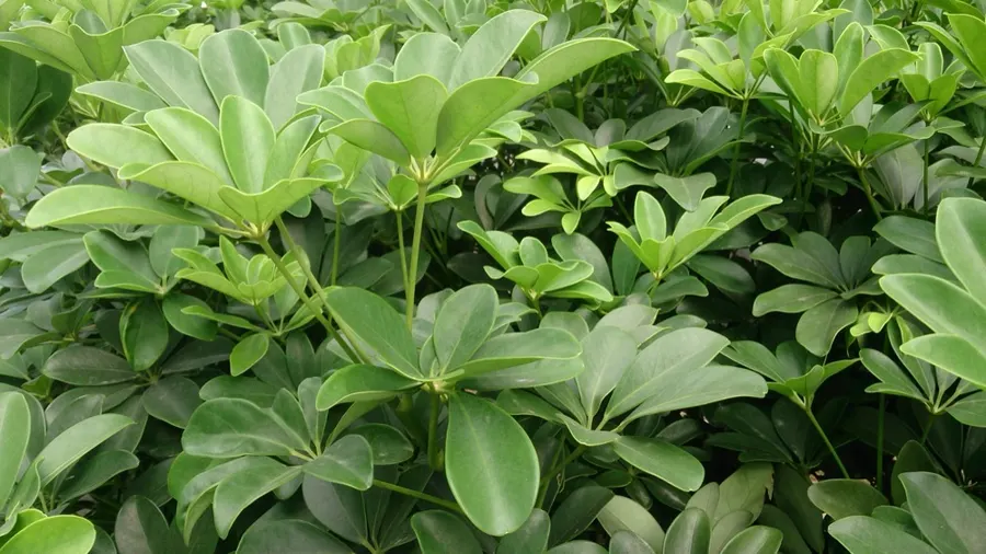 Arboricola