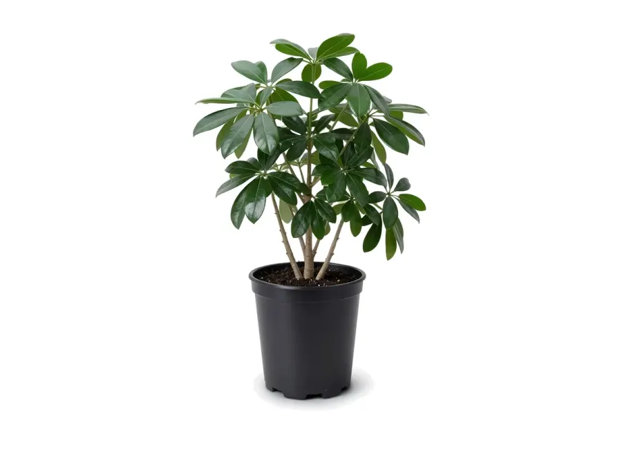 Arboricola
