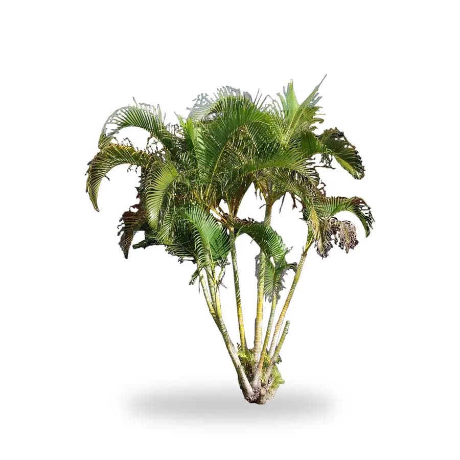 Areca Palm