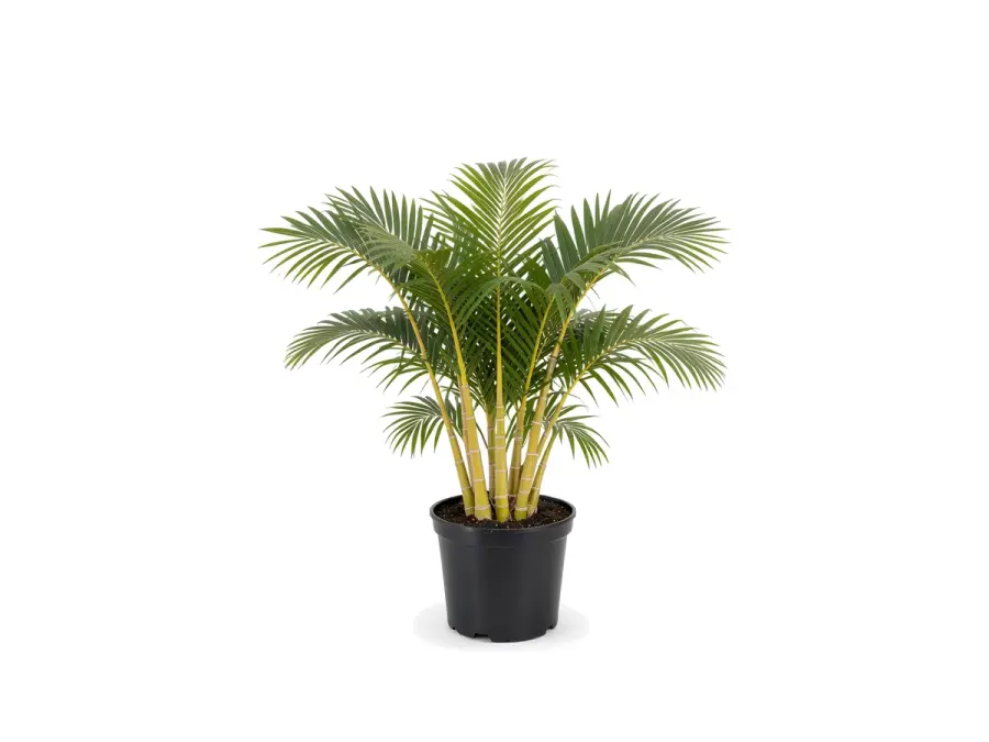 Areca Palm