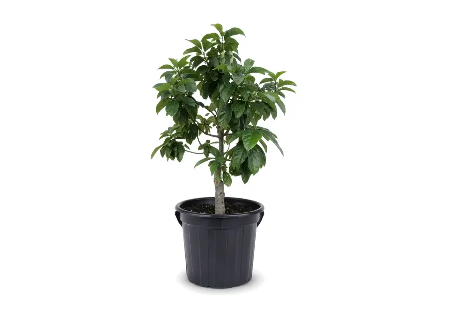 Avocado Tree