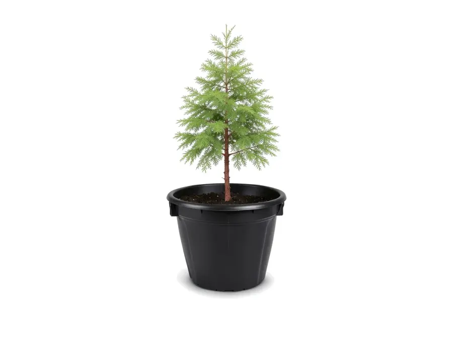 Bald Cypress