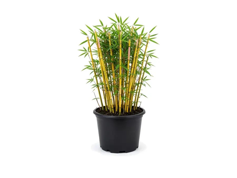 Bamboo Alphonse Karr