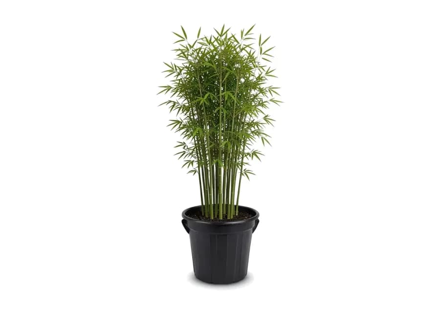 Bamboo Emerald