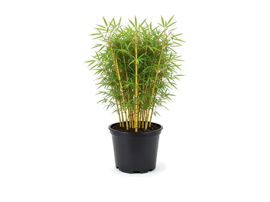 Bamboo Golden Goddess