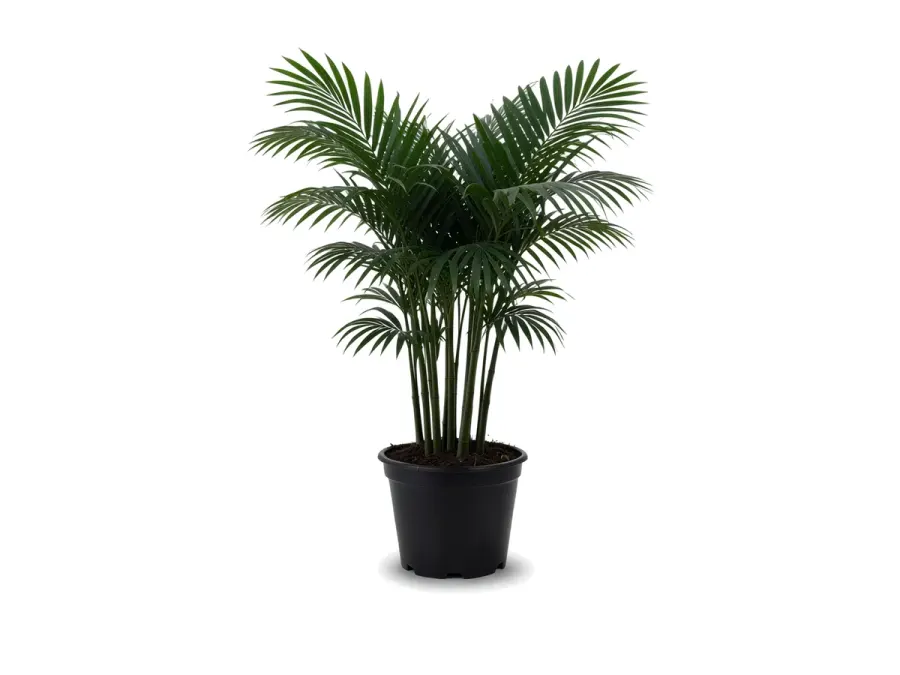 Bamboo Palm