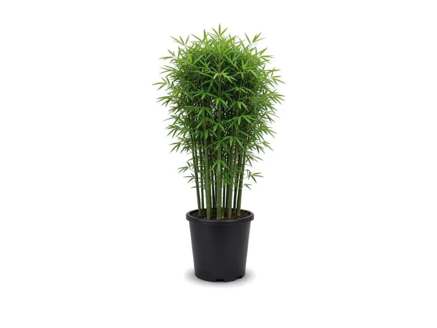 Bamboo Seabreeze