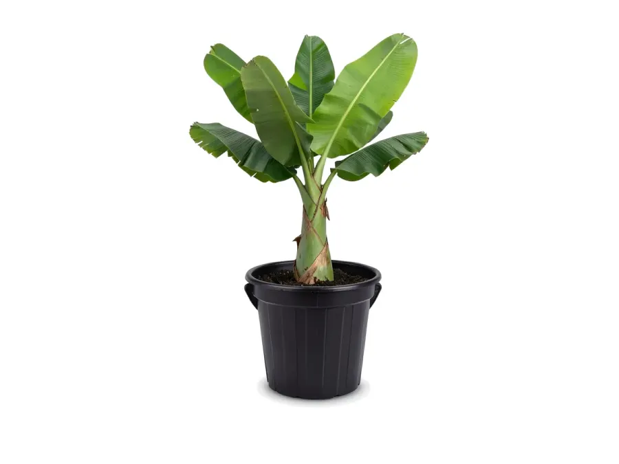 Banana Tree