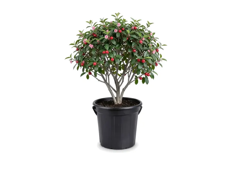 Barbados Cherry