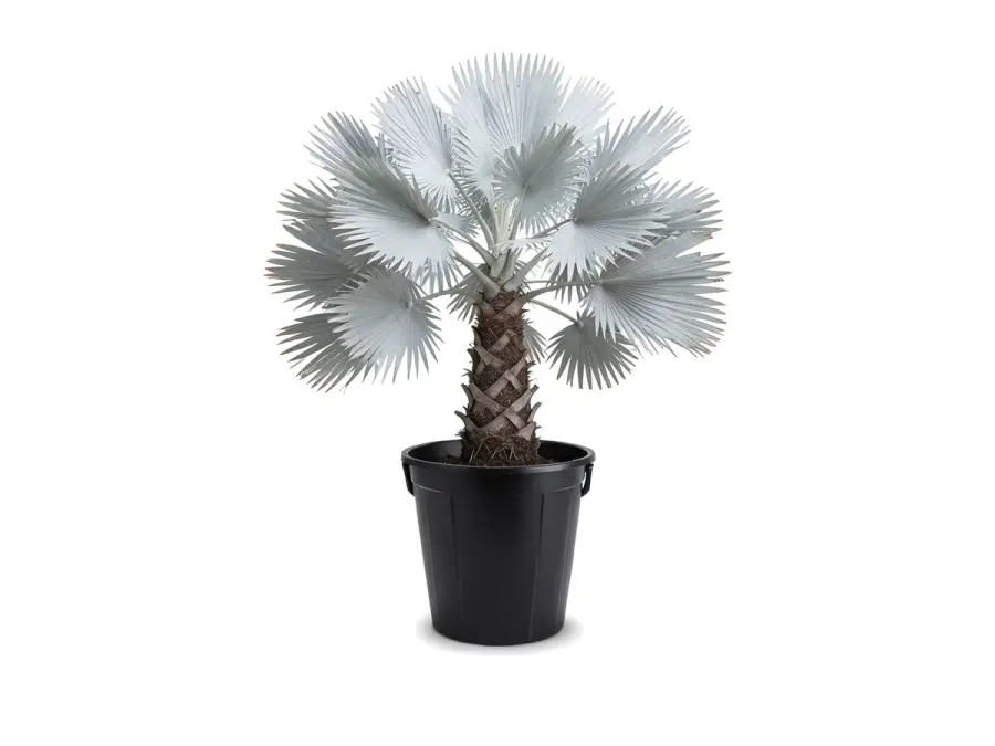 Bismarck Palm
