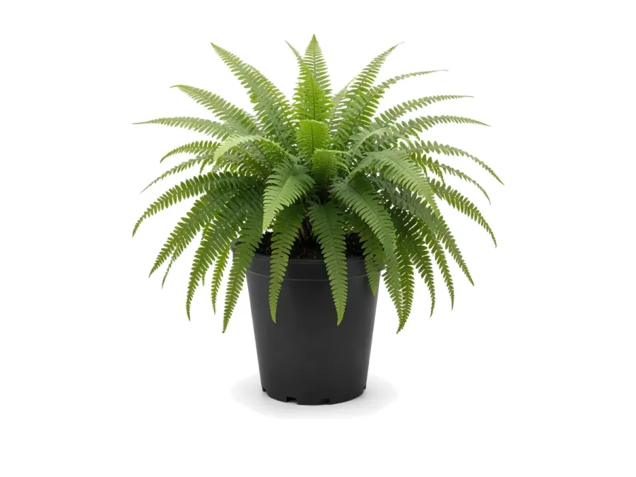 Boston Fern