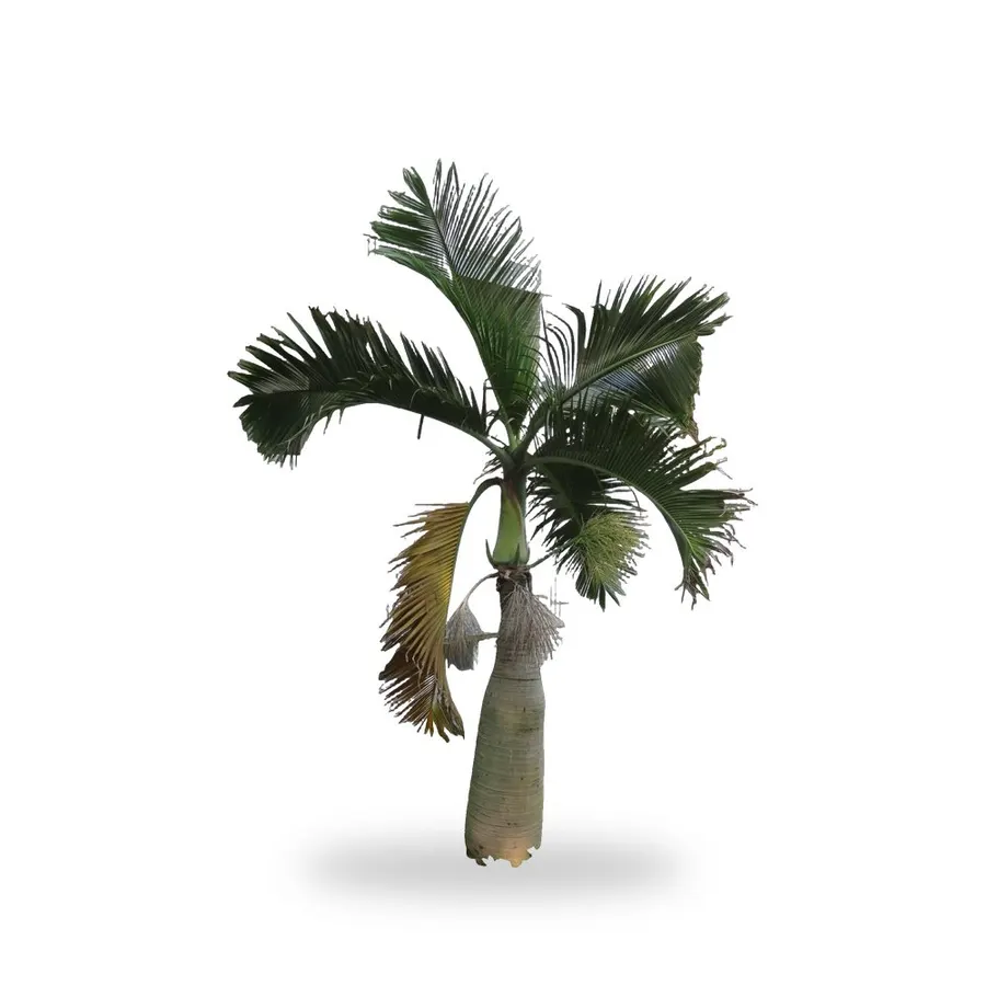 Bottle Palm
