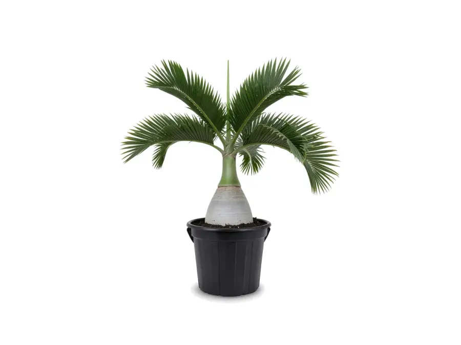 Bottle Palm