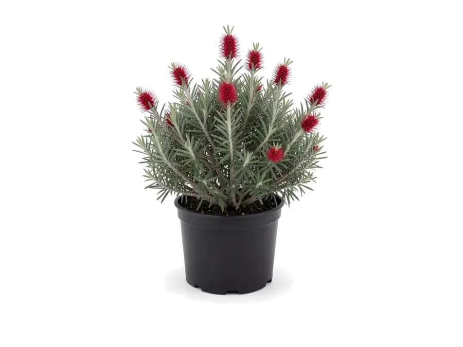 Bottlebrush