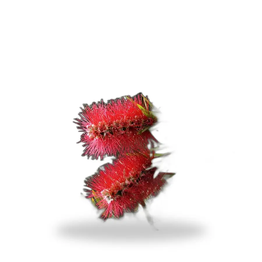 Bottlebrush