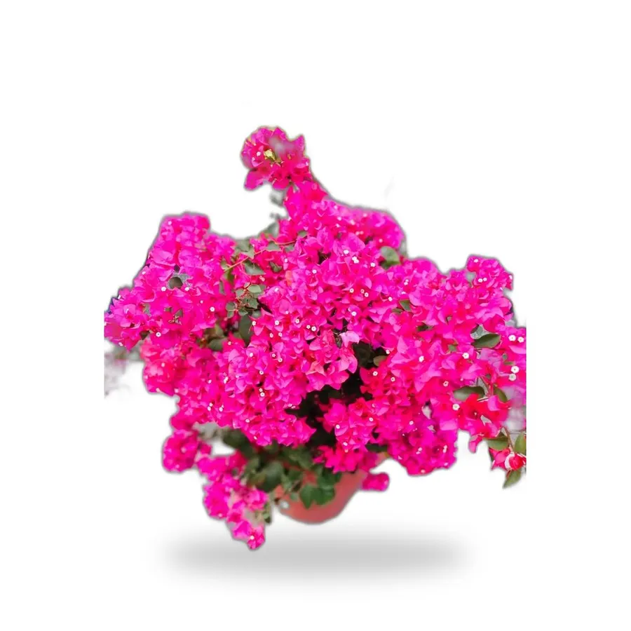 Bougainvillea Tree