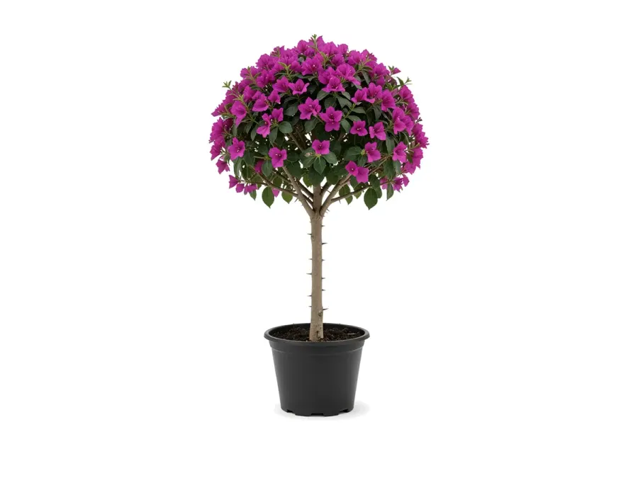 Bougainvillea Tree