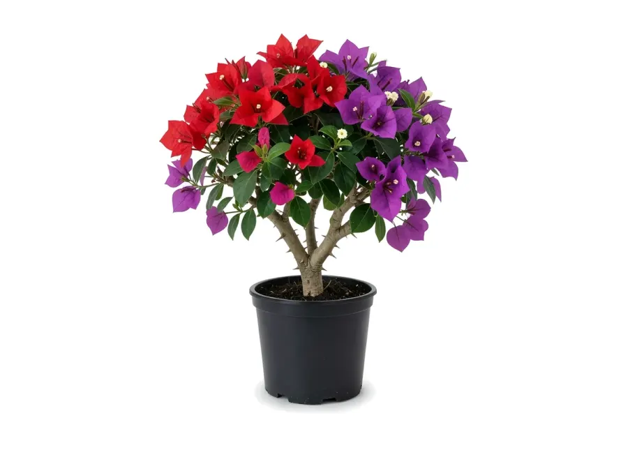 Bougainvillea