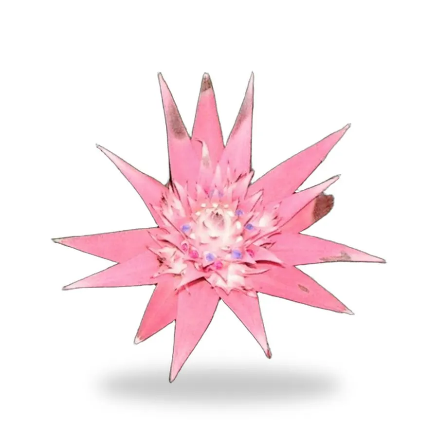 Bromeliads