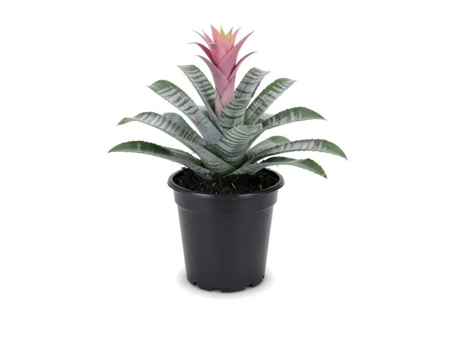 Bromeliads