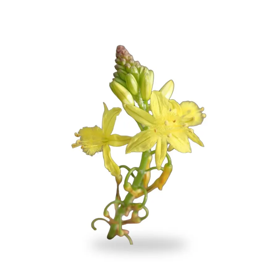 Bulbine