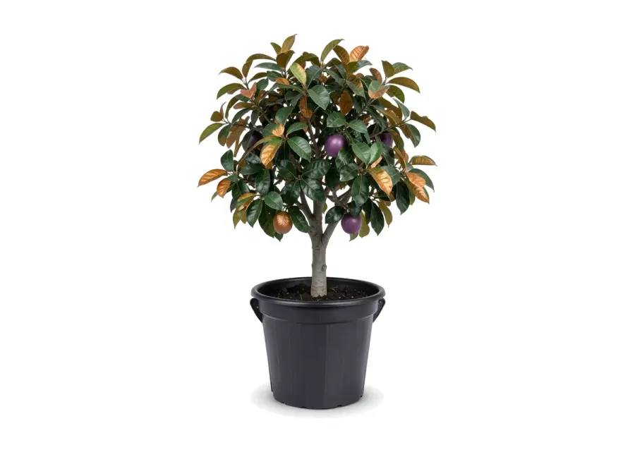 Caimito (Star Apple)