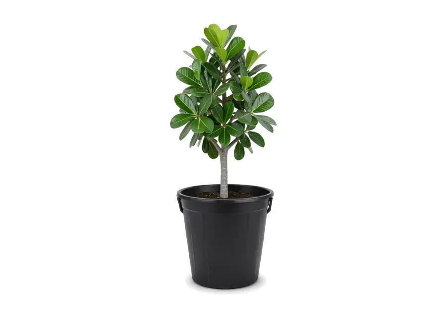 Calophyllum Tree