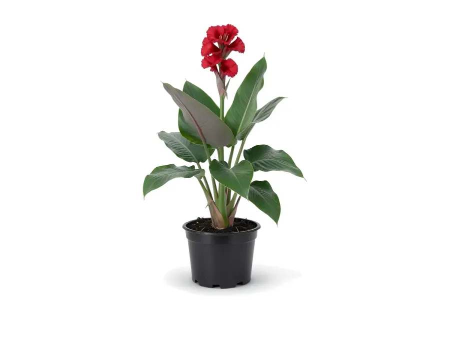 Canna Lily