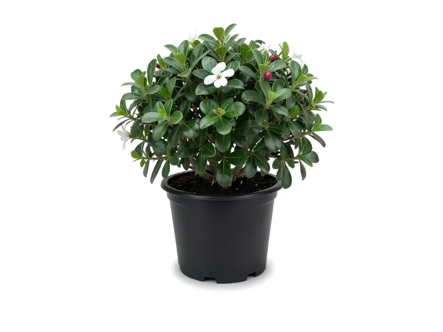Carissa (Natal Plum)