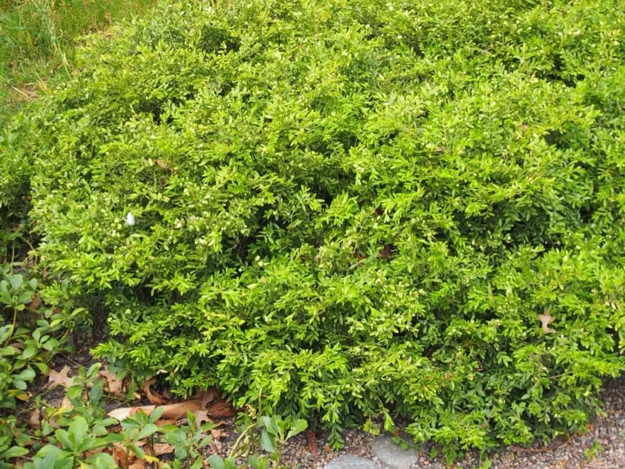 Carissa (Natal Plum)