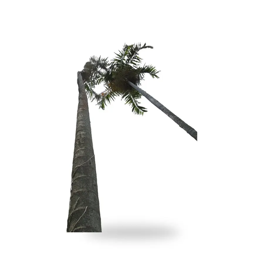 Carpentaria Palm