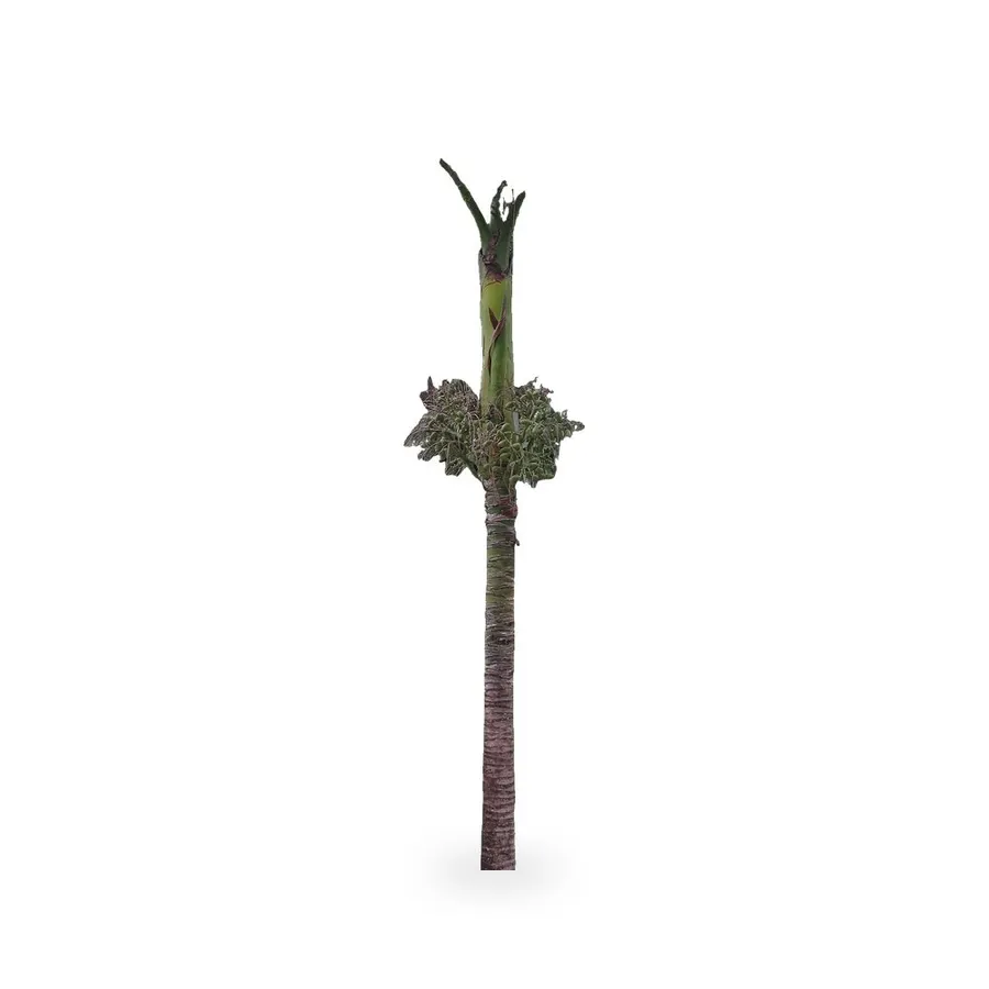 Carpoxylon Palm