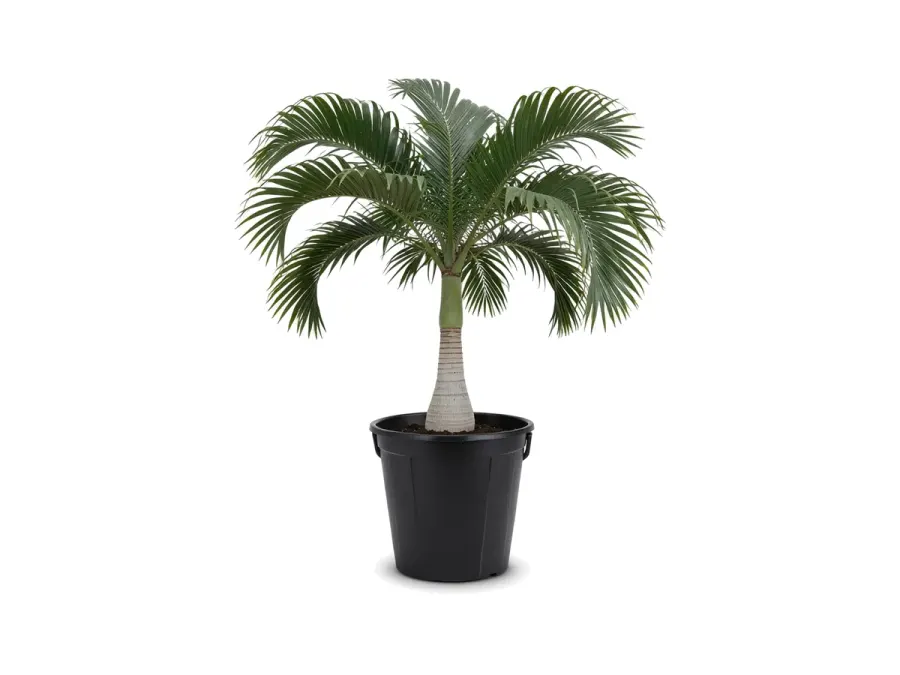 Carpoxylon Palm