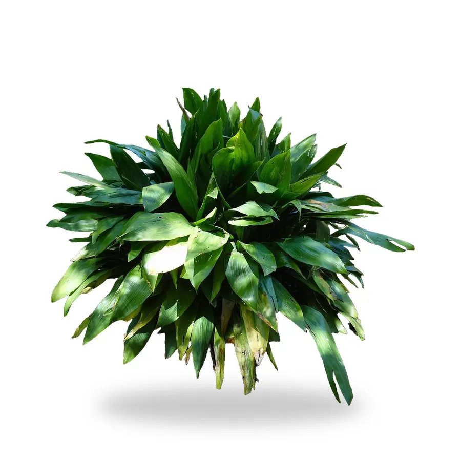Cast Iron Plant