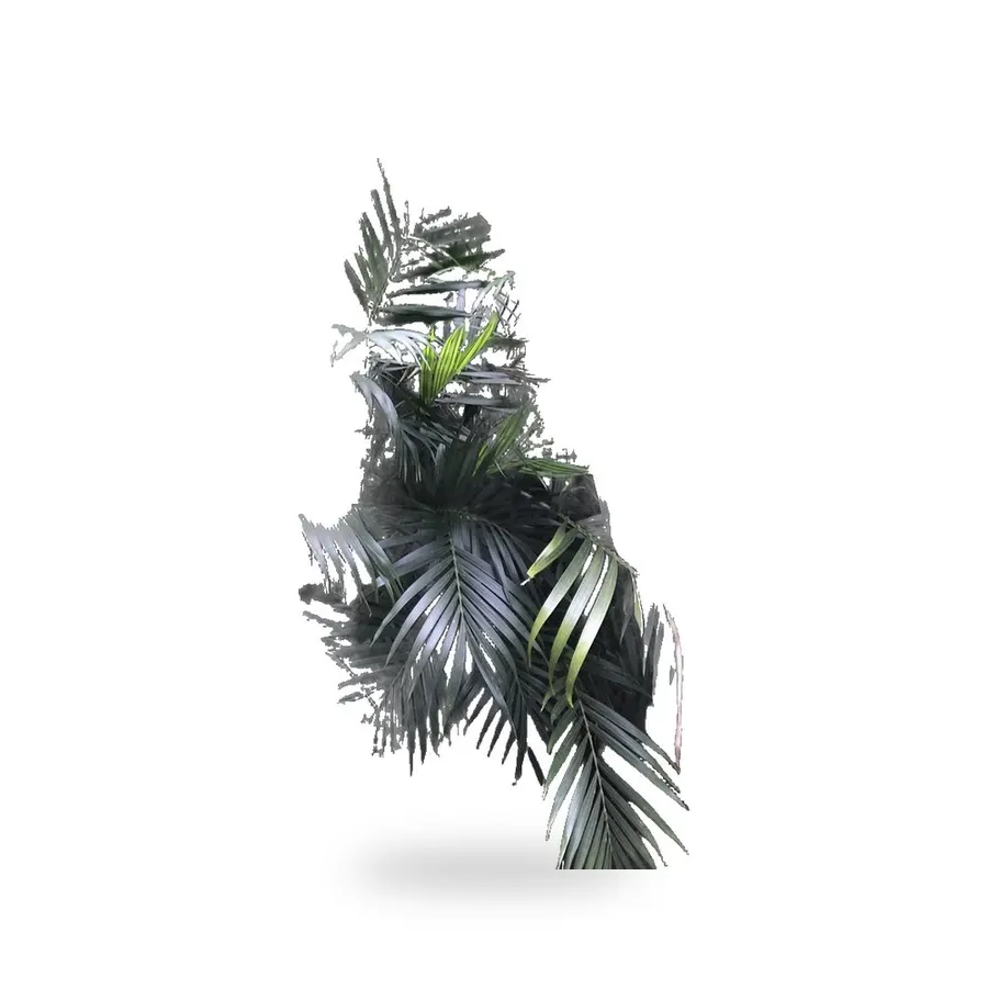 Cat Palm