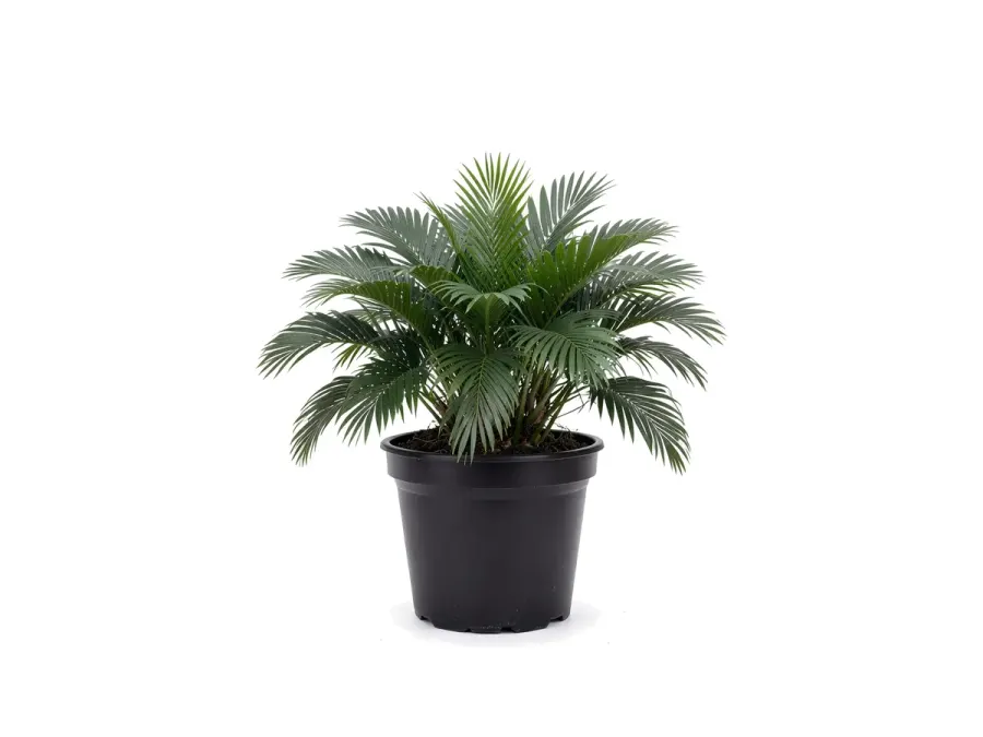Cat Palm
