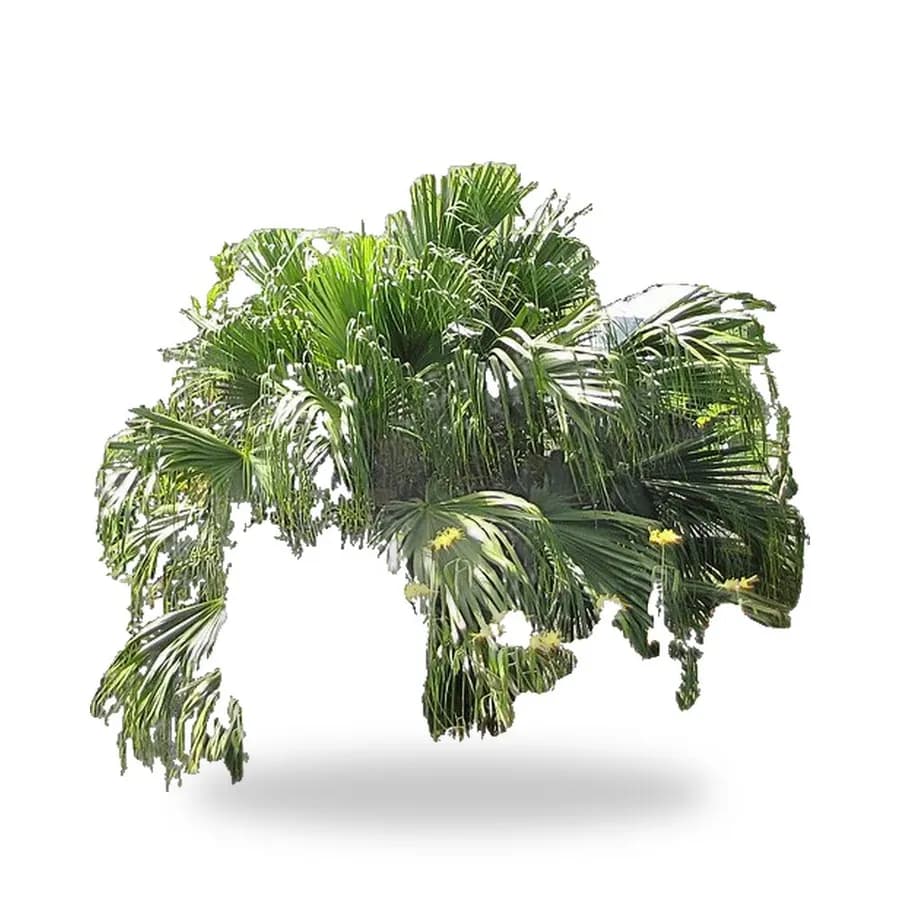 Chinese Fan Palm