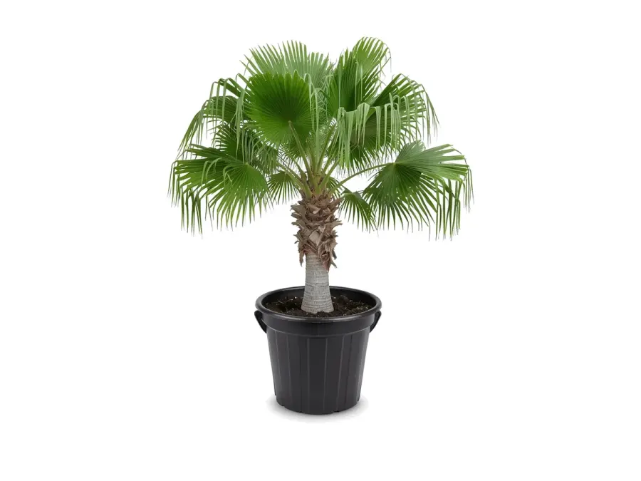 Chinese Fan Palm